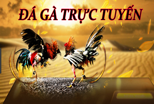 Hướng dẫn những người mới chơi tìm hiểu về game đá gà online