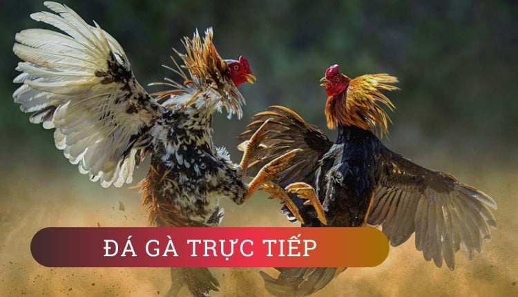 Đi tìm mẹo chơi đá gà trực tuyến hay nhất ngay nào